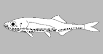 Image of Vinciguerria mabahiss 