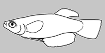 Procatopodidae