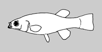 Profundulidae