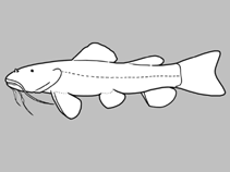Image of Microglanis nigrolineatus 