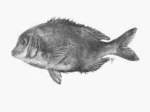 Image of Polyamblyodon germanum (German seabream)