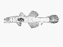 Image of Pseudamiops pellucidus (Limpid cardinal)