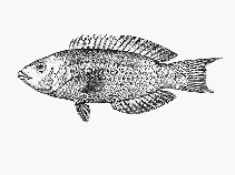 Image of Pseudolabrus rubicundus (Rosy wrasse)