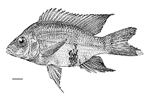 Image of Ptychochromis loisellei (Blotched Madagascar cichlid)