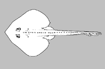 Image of Rajella dissimilis (Ghost skate)