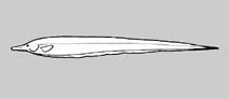 Image of Hypopygus isbruckeri (Isbrücker\