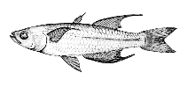 Image of Rheocles derhami 