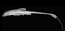 Image of Rineloricaria setepovos 