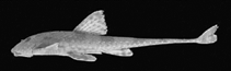 Image of Rineloricaria tropeira 
