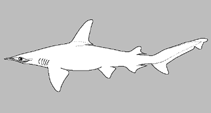 Image of Sphyrna vespertina 