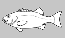 Image of Stereolepis doederleini (Striped giant seabass)