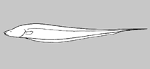 Image of Distocyclus conirostris 