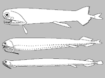 Image of Astronesthes quasiindicus 