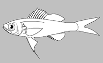 Image of Symphysanodon disii 