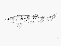 Image of Scyliorhinus cervigoni (West African catshark)