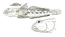 Image of Silhouettea aegyptia (Red Sea goby)