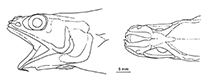 Image of Spicomacrurus dictyogadus (Net-throat grenadier)