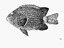 Image of Stegastes beebei (Southern whitetail major)