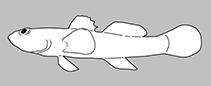 Thalasseleotrididae