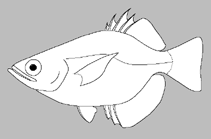 Toxotidae