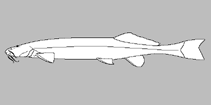 Image of Trichomycterus concolor 