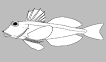 Image of Lepidotrigla oglina 