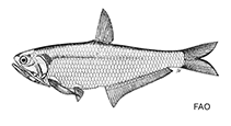 Image of Thryssa dayi (Day\
