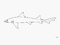Image of Triakis acutipinna (Sharpfin houndshark)