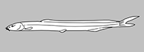 Vaillantellidae