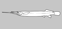 Zenarchopteridae