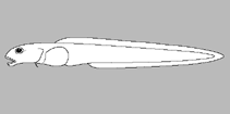 Image of Gymnelopsis brevifenestrata 