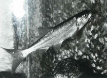 tn_Acalu_u0.jpg