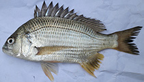 tn_Acdat_m0.jpg