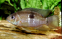 Image of Aequidens patricki 