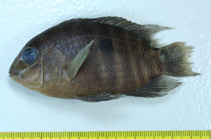 Image of Aequidens plagiozonatus 