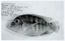 Image of Aequidens viridis 