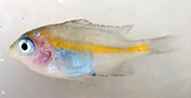 tn_Alale_j1.jpg