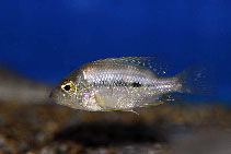 Image of Cribroheros altifrons 