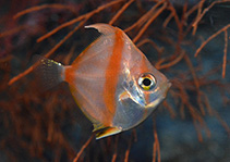 Image of Antigonia rubicunda (Rosy deepsea boarfish)