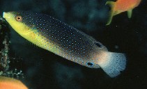 Image of Anampses twistii (Yellowbreasted wrasse)