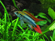 Image of Apistogramma agassizii (Agassiz\