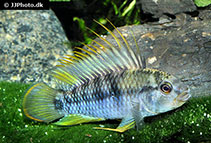Image of Apistogramma baenschi (Inka dwarf cichlid)