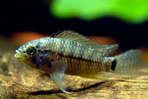 Image of Apistogramma caetei (Caete river dwarf cichlid)