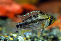 Image of Apistogramma cruzi (Parallel striped dwarf cichlid)