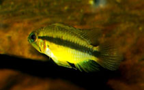 Image of Apistogramma erythrura (Redtailed dwarf cichlid)