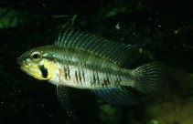 Image of Apistogramma gibbiceps (Blackstriped dwarf cichlid)