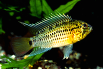 Image of Apistogramma guttata (Dotted dwarf cichlid)