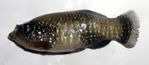 Image of Paraphanius mento (Pearl-spotted killifish)