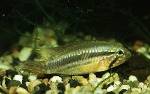 Image of Apistogramma mendezi 