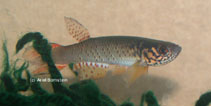 Image of Aphyolebias rubrocaudatus 